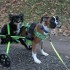 VIDEO: Cute video of two-legged pup taking his best friend for a ride in his wheelchair
