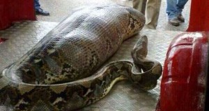Twitter goes into meltdown for image of python that ‘ate a drunk person’