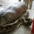 Twitter goes into meltdown for image of python that ‘ate a drunk person’