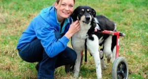 Brave Sherry the Sheepdog was shot in the spine, given wheels to walk: Now needs new home