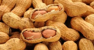 Eating peanuts while pregnant can cut risk of child allergies: study