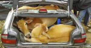 The getaway moo-tor…Cows squeezed into the back of a car during bizarre cattle drive