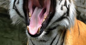 Tiger feared to have killed four India villagers in 12 days