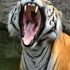 Tiger feared to have killed four India villagers in 12 days
