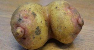 ‘It was hilarious’ Fresh food store workers find potato shaped like a pair of breasts