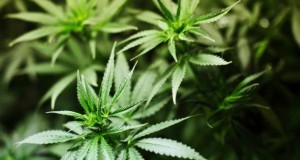 Scientists identify hormone that blocks marijuana buzz